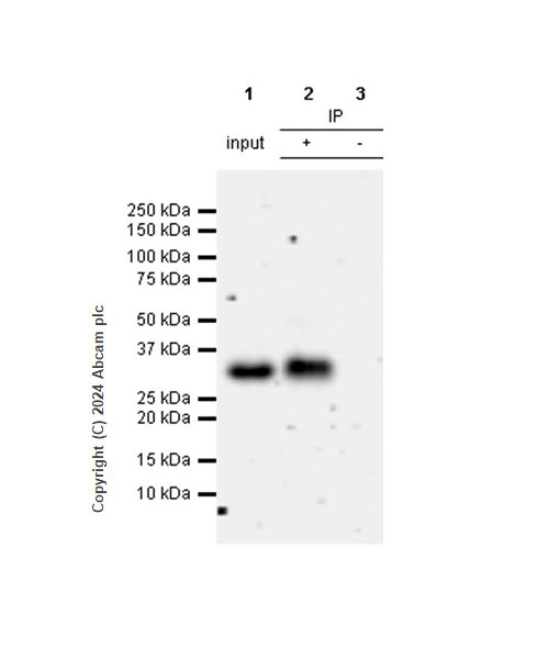 Immunoprecipitation - Anti-Granzyme B antibody [RM1165] - BSA and Azide free (AB317459), expandable thumbnail