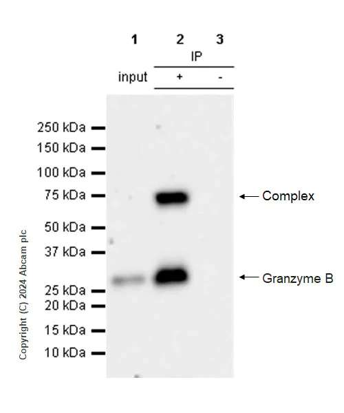 Immunoprecipitation - Anti-Granzyme B antibody [RM1165] - BSA and Azide free (AB317459)
