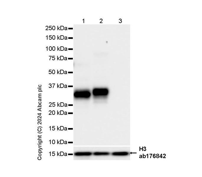 Western blot - Anti-Granzyme B antibody [RM1165] - BSA and Azide free (AB317459), expandable thumbnail