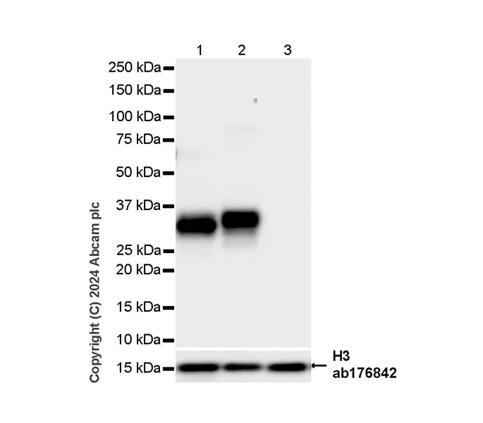 Western blot - Anti-Granzyme B antibody [RM1165] - BSA and Azide free (AB317459)