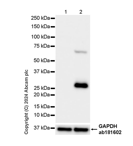 Western blot - Anti-Granzyme B antibody [RM1165] - BSA and Azide free (ab317459), expandable thumbnail
