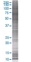 Granzyme B overexpression 293T lysate (whole cell)