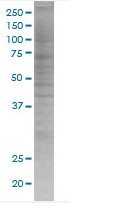 SDS-PAGE - Granzyme B overexpression 293T lysate (whole cell) (AB94041), expandable thumbnail