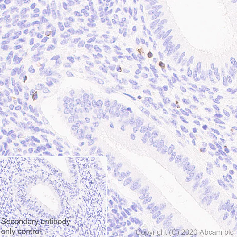 Immunohistochemistry (Formalin/PFA-fixed paraffin-embedded sections) - Anti-Granzyme K antibody [EPR24601-164] (AB282703)