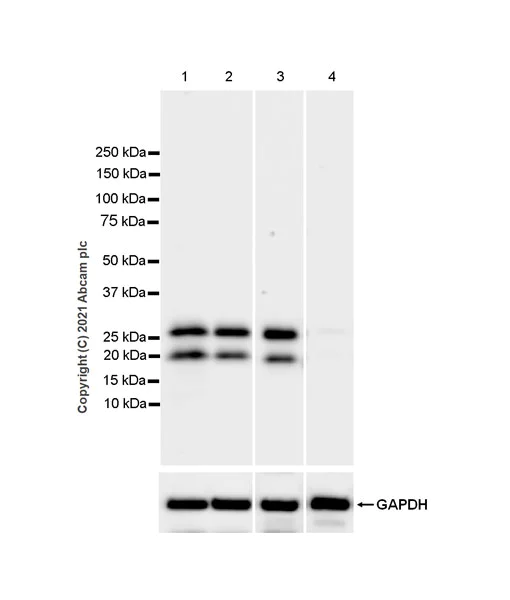 Western blot - Anti-Granzyme K antibody [EPR24601-164] (AB282703)