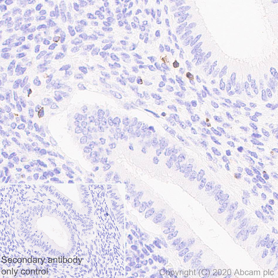Immunohistochemistry (Formalin/PFA-fixed paraffin-embedded sections) - Anti-Granzyme K antibody [EPR24601-164] - BSA and Azide free (AB282714), expandable thumbnail