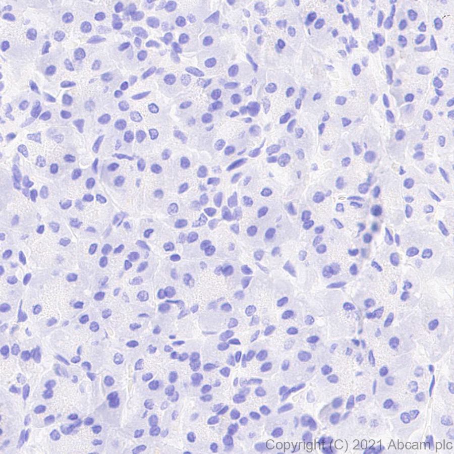 Immunohistochemistry (Formalin/PFA-fixed paraffin-embedded sections) - Anti-Granzyme K antibody [EPR24601-164] - BSA and Azide free (ab282714), expandable thumbnail