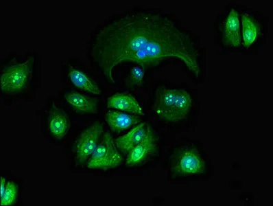 Immunocytochemistry/ Immunofluorescence - Anti-Granzyme M antibody (AB234746)