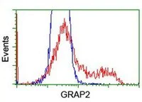 Flow Cytometry (Intracellular) - Anti-GRAP2 antibody [OTI1G2] (AB119244)