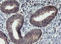Immunohistochemistry (Formalin/PFA-fixed paraffin-embedded sections) - Anti-GRAP2 antibody [OTI1G2] (AB119244)