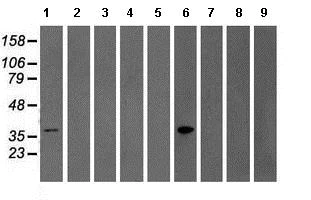 Western blot - Anti-GRAP2 antibody [OTI1G2] (AB119244)