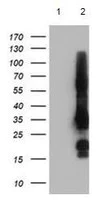 Western blot - Anti-GRAP2 antibody [OTI1G2] (AB119244)