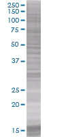 SDS-PAGE - GRAP2 overexpression 293T lysate (whole cell) (AB94235)