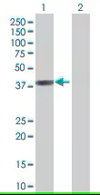 Western blot - GRAP2 overexpression 293T lysate (whole cell) (AB94235)