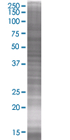 GRAP2 overexpression 293T lysate (whole cell)
