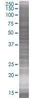 SDS-PAGE - GRAP2 overexpression 293T lysate (whole cell) (AB94236)