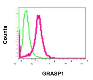 Flow Cytometry (Intracellular) - Anti-GRASP1 antibody [EPR11703] - BSA and Azide free (AB249660)