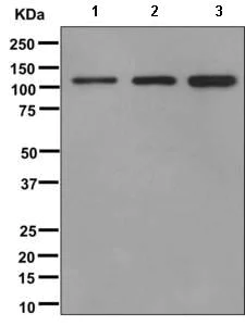Western blot - Anti-GRASP1 antibody [EPR11703] - BSA and Azide free (AB249660)