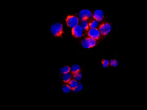 Immunocytochemistry/ Immunofluorescence - Anti-GRASP65 antibody [EPR12439] - BSA and Azide free (AB249824)