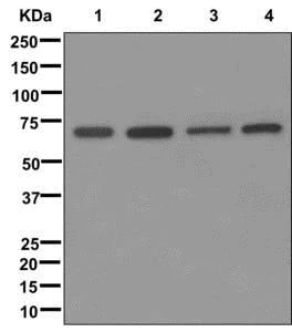 Western blot - Anti-GRASP65 antibody [EPR12439] - BSA and Azide free (AB249824)