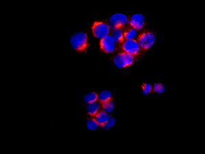Immunocytochemistry/ Immunofluorescence - Anti-GRASP65 antibody [EPR12439] - C-terminal (AB174834), expandable thumbnail