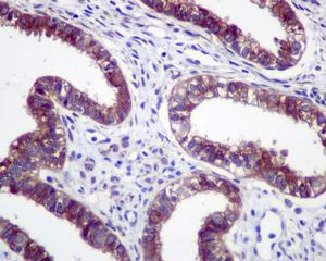 Immunohistochemistry (Formalin/PFA-fixed paraffin-embedded sections) - Anti-GRASP65 antibody [EPR12439] - C-terminal (AB174834)