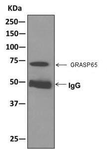Immunoprecipitation - Anti-GRASP65 antibody [EPR12439] - C-terminal (AB174834), expandable thumbnail