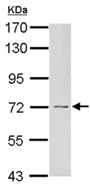 Western blot - Anti-GRB10 antibody (AB154029), expandable thumbnail