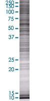 SDS-PAGE - GRB10 overexpression 293T lysate (whole cell) (AB94152)