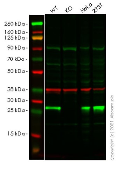 Western blot - Anti-GRB2 antibody [81/GRB2] (AB281846), expandable thumbnail