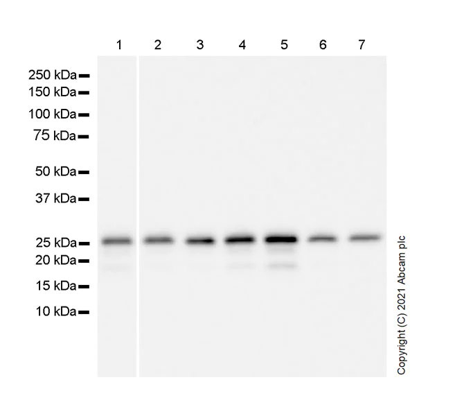 Western blot - Anti-GRB2 antibody [81/GRB2] - BSA and Azide free (AB281892)