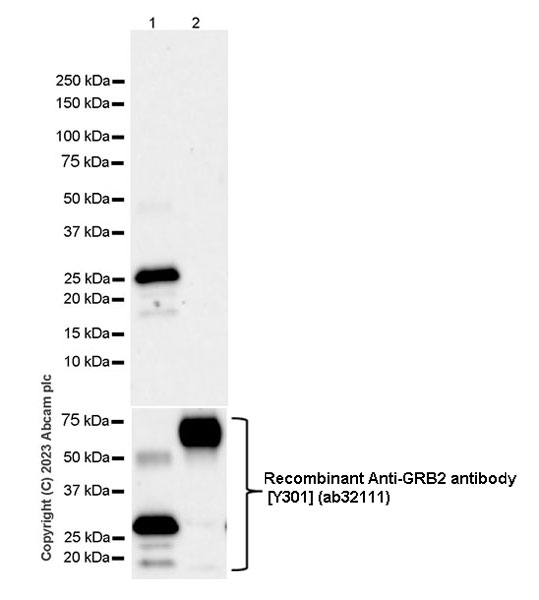 Western blot - Anti-GRB2 antibody [EPR24634-17] (AB315005), expandable thumbnail