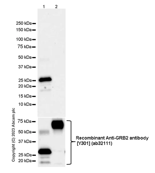 Western blot - Anti-GRB2 antibody [EPR24634-17] - BSA and Azide free (AB315006)