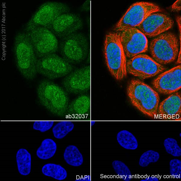 Immunocytochemistry/ Immunofluorescence - Anti-GRB2 antibody [Y237] (AB32037)
