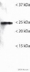 Anti-GRB2 antibody [Y237]