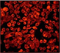 Immunocytochemistry/ Immunofluorescence - Anti-GRB2 antibody [Y237] - BSA and Azide free (AB227117)