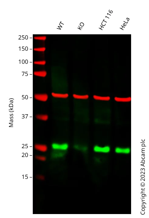 Western blot - Anti-GRB2 antibody [Y237] - BSA and Azide free (AB227117)