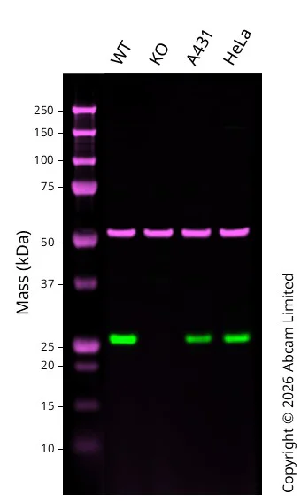 Western blot - Anti-GRB2 antibody [Y237] - BSA and Azide free (AB227117)
