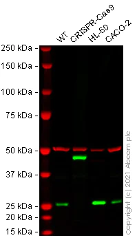 Western blot - Anti-GRB2 antibody [Y237] - BSA and Azide free (AB227117)