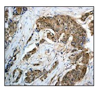Immunohistochemistry (Formalin/PFA-fixed paraffin-embedded sections) - Anti-GRB2 antibody [Y301] (AB32111)