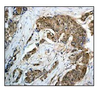 Immunohistochemistry (Formalin/PFA-fixed paraffin-embedded sections) - Anti-GRB2 antibody [Y301] - BSA and Azide free (AB247231)