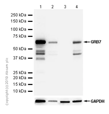 Western blot - Anti-GRB7 antibody [EPR14099] - BSA and Azide free (AB250703)