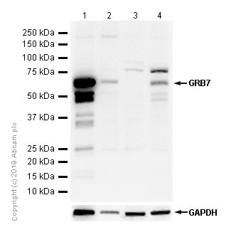 Western blot - Anti-GRB7 antibody [EPR4378] (AB109618), expandable thumbnail