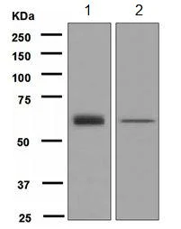 Western blot - Anti-GRB7 antibody [EPR4378] - BSA and Azide free (AB247908)