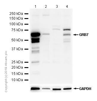 Western blot - Anti-GRB7 antibody [EPR4378] - BSA and Azide free (AB247908)