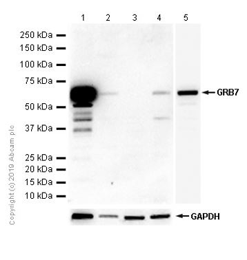 Western blot - Anti-GRB7 antibody [EPR6858] (AB129091)