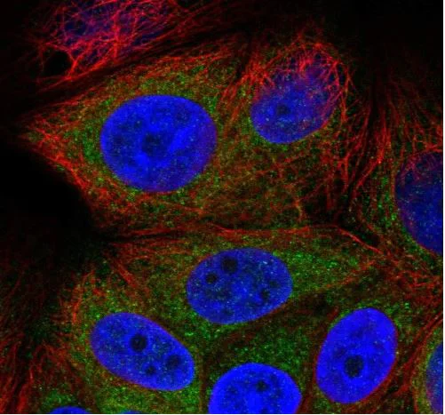 Immunocytochemistry/ Immunofluorescence - Anti-GREB1 antibody (AB270741)