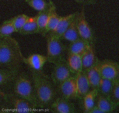 Immunocytochemistry/ Immunofluorescence - Anti-GREB1 antibody (AB72999)