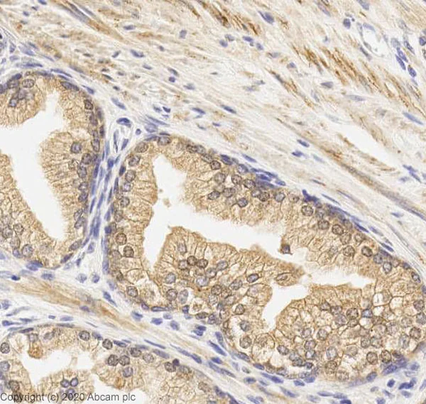 Immunohistochemistry (Formalin/PFA-fixed paraffin-embedded sections) - Anti-GREB1 antibody (AB72999)