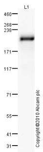 Western blot - Anti-GREB1 antibody (AB72999)